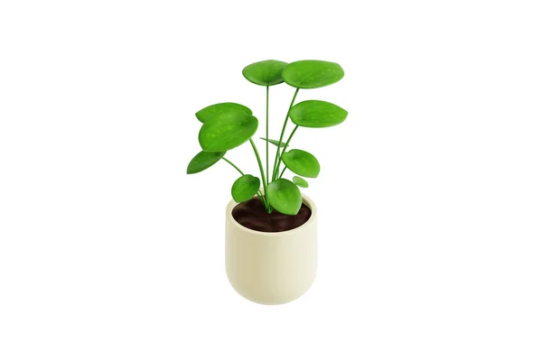 Money Plant Indoor Plant Illustration — Stock Photo, Image