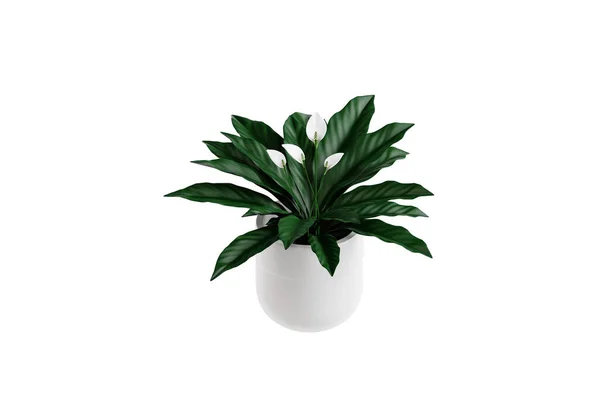 Elegante Paz Lily Indoor Plant Ilustração — Fotografia de Stock