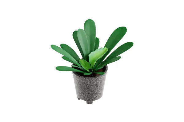 独特的Staghorn Fern室内植物3D插图 — 图库照片