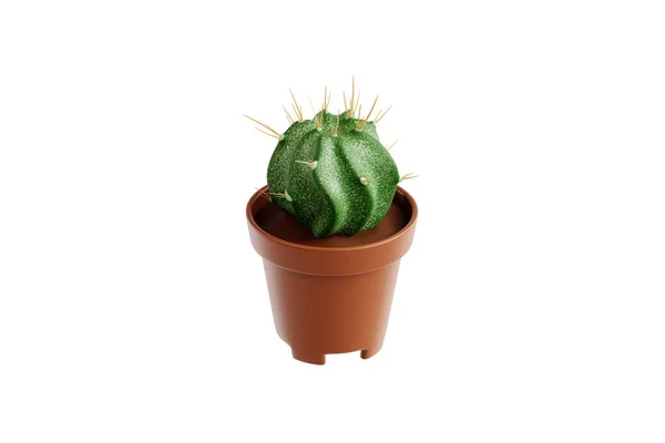 Illustration Pot Cactus — Photo