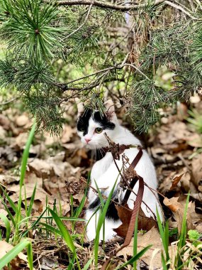 Çimenlikteki kedi gözleri 