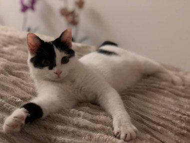 kedi yatakta yatıyor.