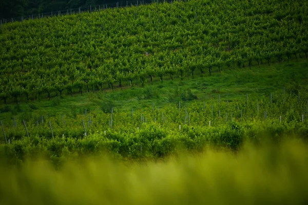 Prachtig Landschap Met Een Wijngaard Achtergrond — Stockfoto