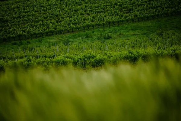 Wijngaard Avond — Stockfoto