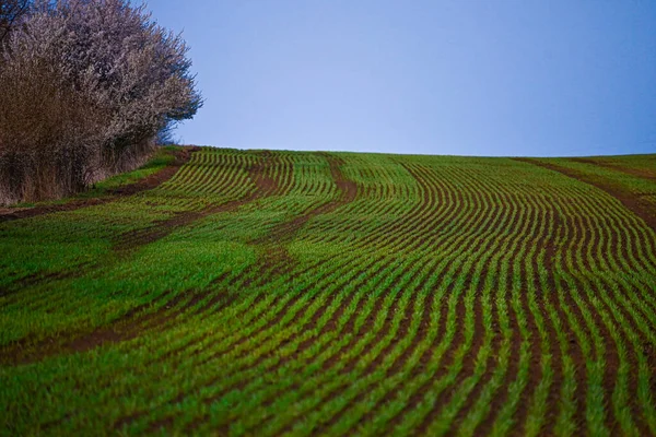Beautiful Landscape Green Fields — Stock Photo, Image