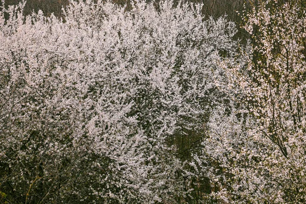 Winterwald Mit Schneebedeckten Bäumen Natur — Stockfoto