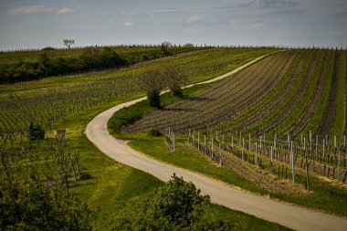 Kırsaldaki üzüm bağları