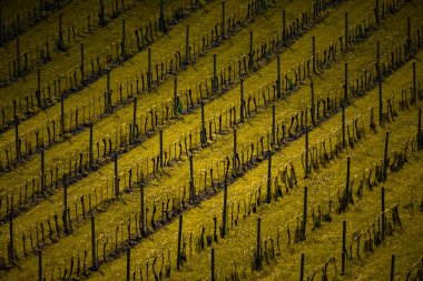 Sonbaharda sıra sıra üzüm