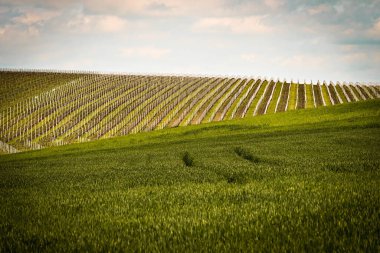 Çekoslovakya Cumhuriyeti 'ndeki yeşil tarlaların güzel manzarası.