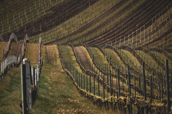Wijngaard Het Najaar — Stockfoto