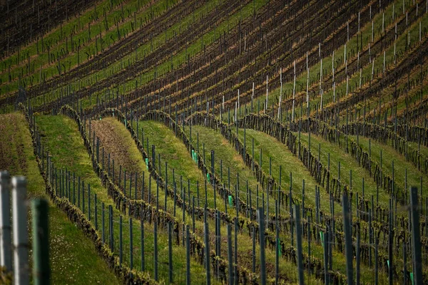 Wijngaarden Heuvel — Stockfoto