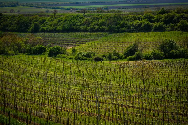 Зеленый Виноградник Весной — стоковое фото