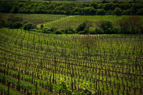 Зеленое Виноградное Поле Весной — стоковое фото