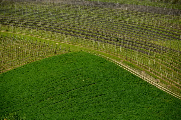 Vineyard Countryside — Stock Photo, Image