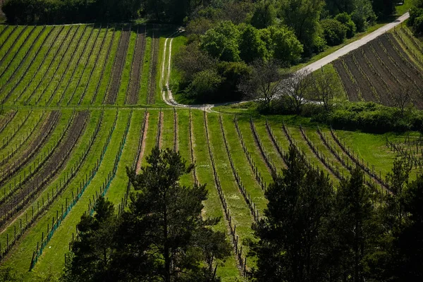 Wijngaard Landschap Met Groene Bomen Blauwe Lucht — Stockfoto