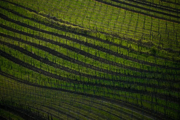 Зеленые Рисовые Поля Закате — стоковое фото