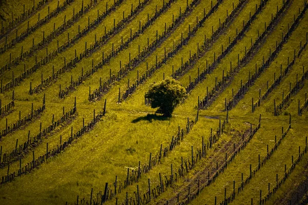 Prachtig Uitzicht Wijngaard Avond — Stockfoto