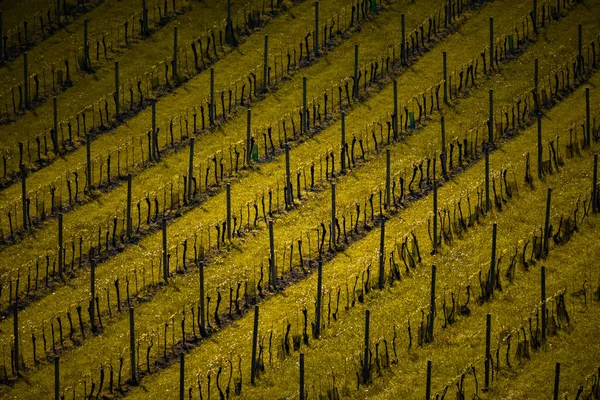 Ряд Винограда Осенью — стоковое фото