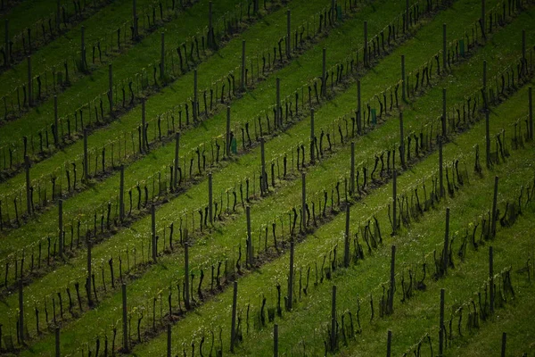 Wijngaard Het Platteland — Stockfoto