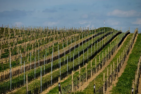 Groene Wijngaard Het Voorjaar — Stockfoto