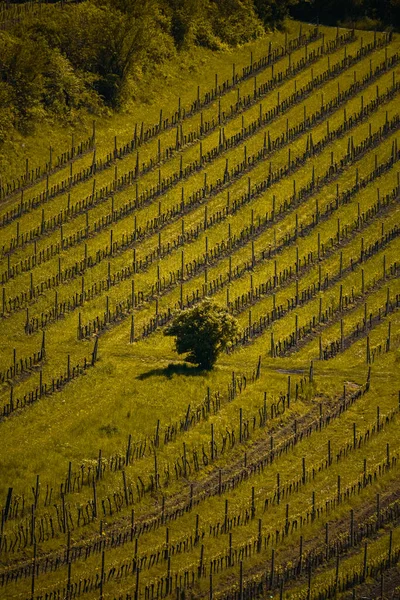 Виноградник Тоскане Мбаппе — стоковое фото