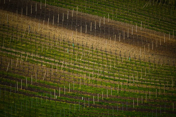 Виноградник Зеленой Травой Голубым Небом — стоковое фото