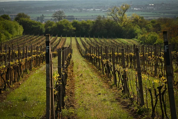 Wijngaard Herfst Met Een Wijnstok — Stockfoto