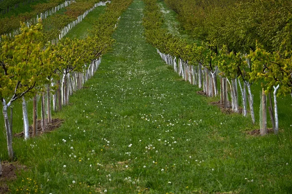 Wijngaard Druivenbomen — Stockfoto