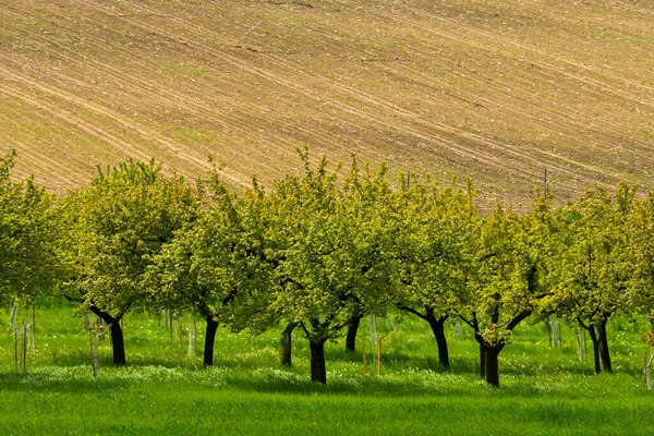 Зеленые Деревья Яблони Лугу — стоковое фото