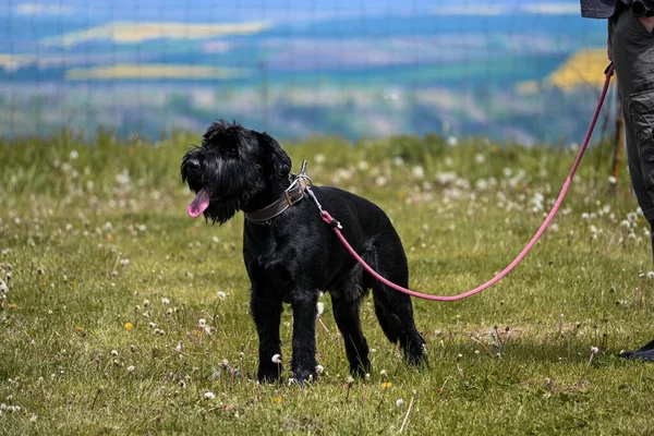 Otların arasındaki köpek