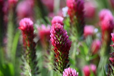 Yeşil arka planı olan pembe çiçek