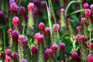 Bahçedeki güzel çiçekler