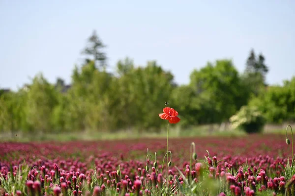 Çayırdaki güzel kırmızı lale çiçekleri