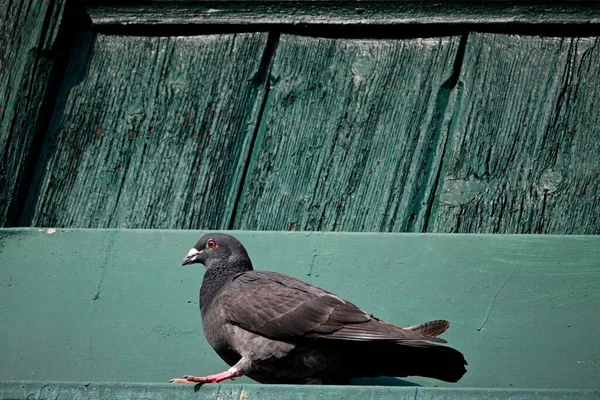 Bir Bençte Güvercin — Stok fotoğraf