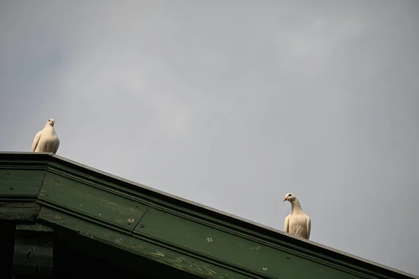 Uccelli Sul Tetto Una Casa — Foto Stock