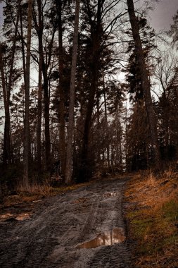 Orman Yolu, Orman Yolu, Uzun Ağaçlar