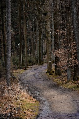 Orman Yolu, Orman Yolu, Uzun Ağaçlar