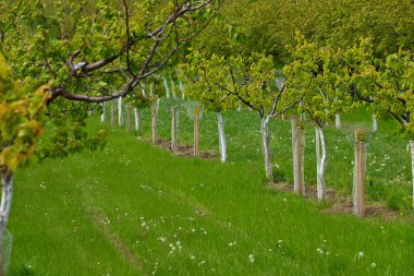 Elma meyve bahçesinde bahar