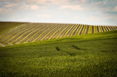 Çekoslovakya Cumhuriyeti 'ndeki beyaz üzüm bağlarının güzel yeşil tarlası.