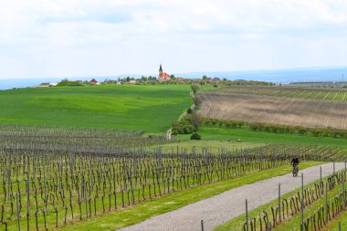 Gündüz vakti üzüm bağının manzarası