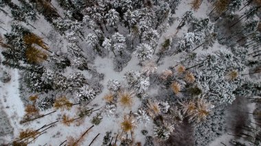 Kışın ormanın havadan görünümü