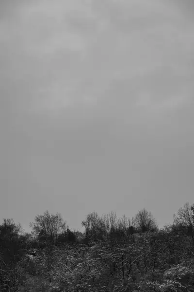 çok bulutlu bir ağacın siyah beyaz fotoğrafı.