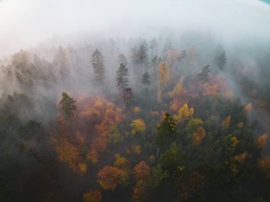Sis ve renkli yapraklar içinde sonbahar ormanı