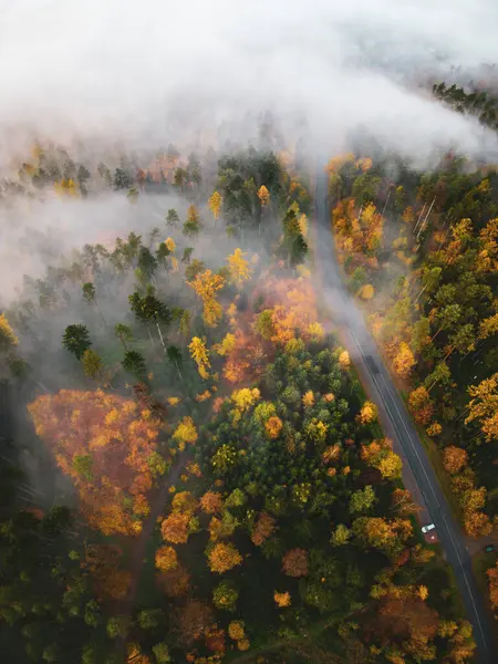 Drone 'dan güzel bir sonbahar manzarası. Sabahları sislerin içinde renkli ağaçlar.