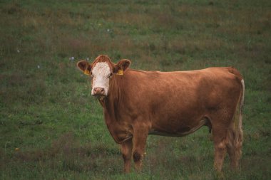 Sabah tarlada bir inek, tarlada bir grup inek.