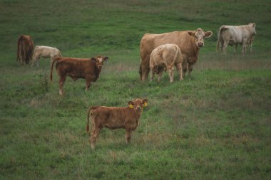 Sabah tarlada bir inek, tarlada bir grup inek.