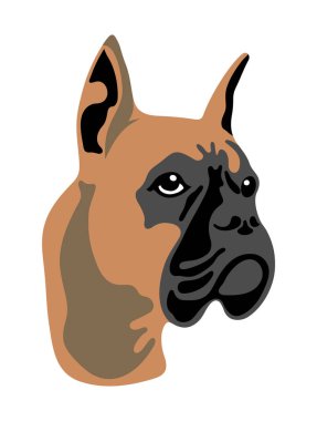 Beyaz arkaplanda kahverengi Alman Boksörü