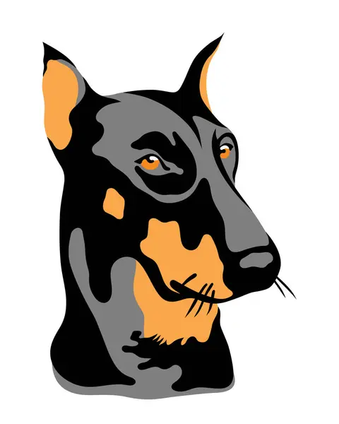 Doberman, beyaz arkaplanda renk kalıbı portresi