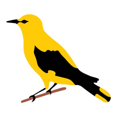 Beyaz arkaplan üzerinde sarı ve siyah kuş