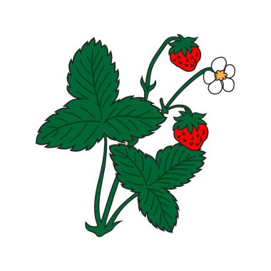 Beyaz arka planda yabani çilek